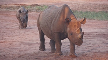 Two Rhinos walking on red soil towards the camera